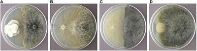 Sphaeropsis sapinea and Associated Endophytes in Scots Pine: Interactions and Effect on the Host Under Variable Water Content